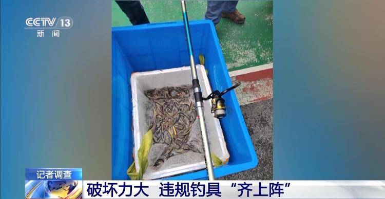 保護(hù)區(qū)里的“瘋狂垂釣”屢禁不止！記者調(diào)查