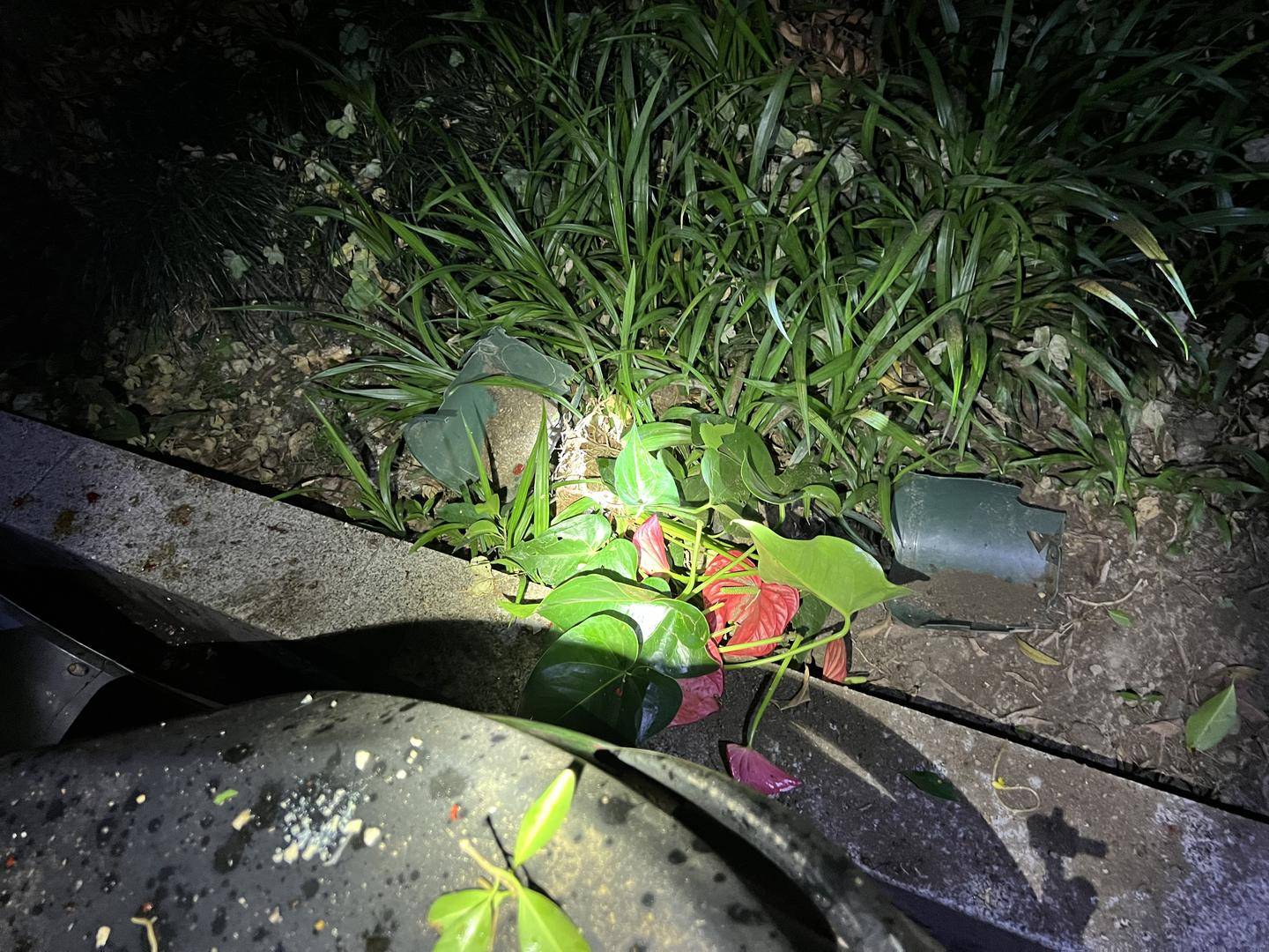 男子與朋友吃酒起爭執(zhí)，竟從10樓扔下綠蘿、蘭花和不銹鋼盆，被刑拘