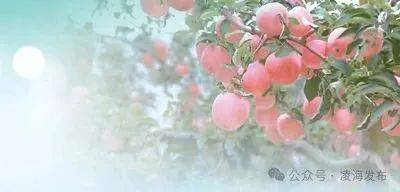 人民日?qǐng)?bào)大篇幅關(guān)注錦州：“蘋(píng)果園”里沐清風(fēng)
