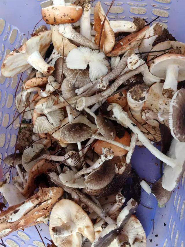 湖南一家6口誤食毒蘑菇，5歲男童不幸去世