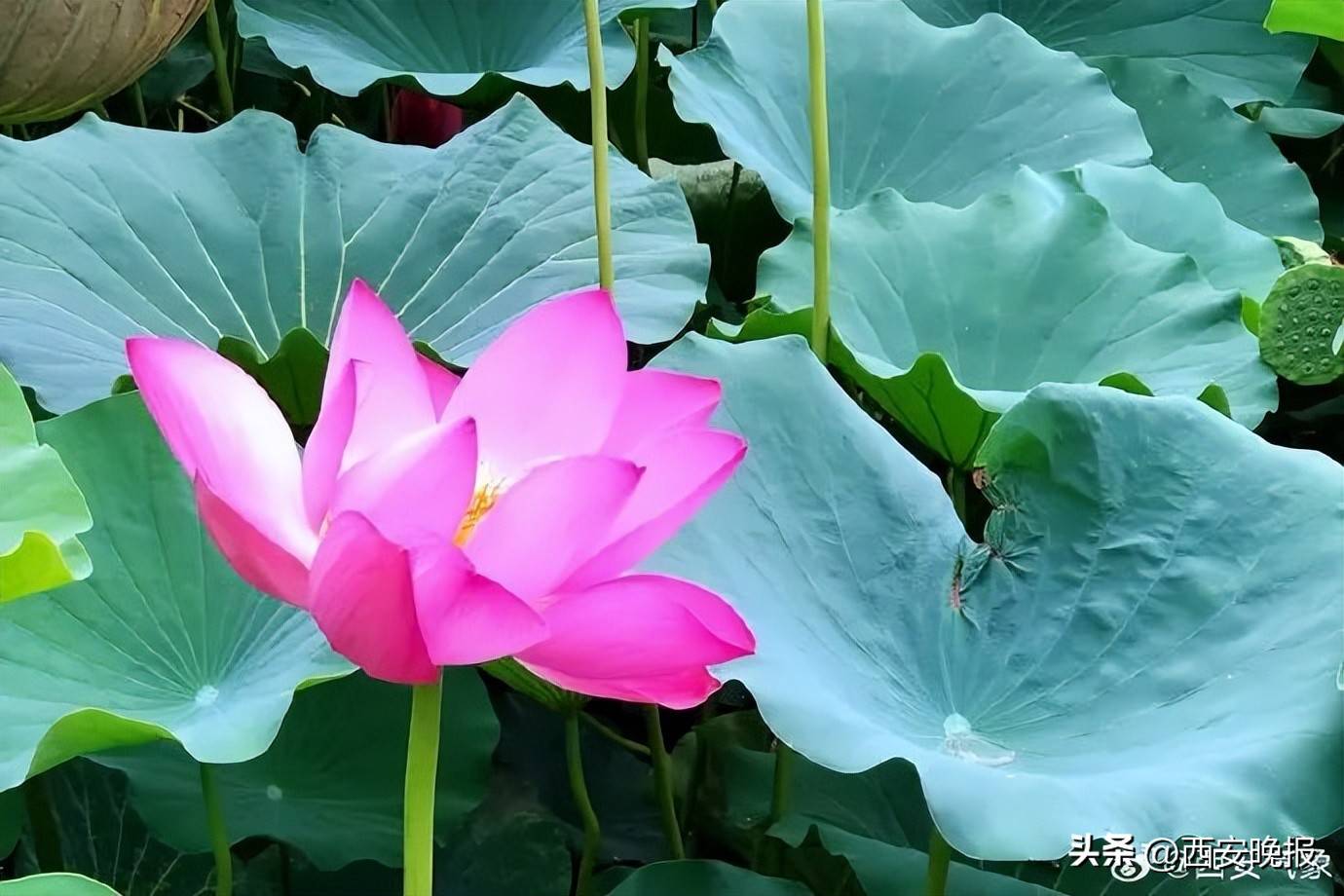 極端性強！陜西暴雨、雷暴大風、冰雹要來！西安降雨降溫時間確定！
