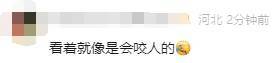 有人家中出現(xiàn)“巨型蟑螂”？網(wǎng)友：房子給它了