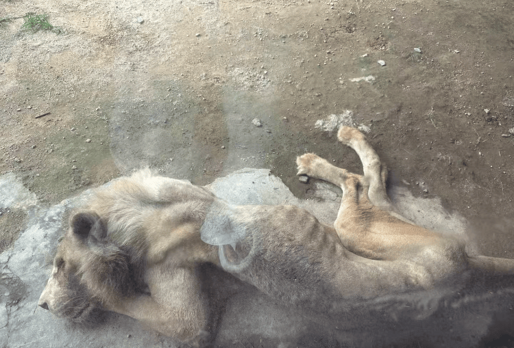 福州一野生動物世界有獅子骨瘦如柴？園方：它已有13歲“高齡”，生活作息進食均正常