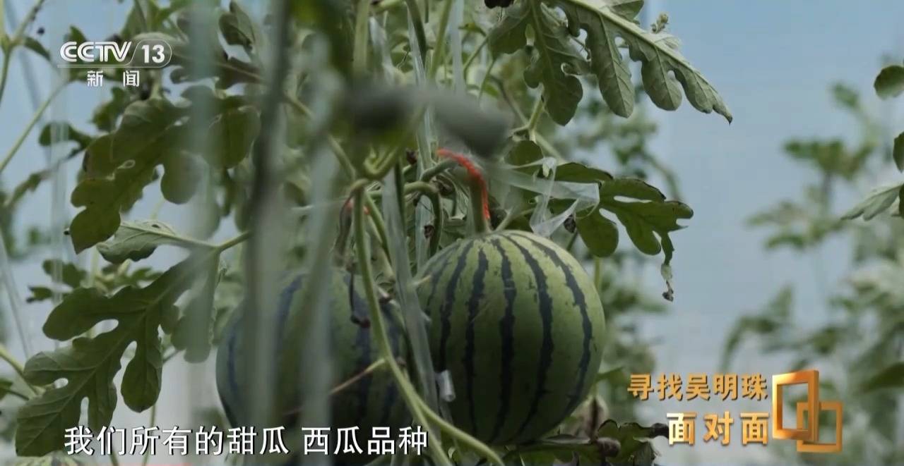 面對面丨中國人的吃瓜自由要感謝她！吳明珠說她的一生就是結幾個好瓜獻給人民