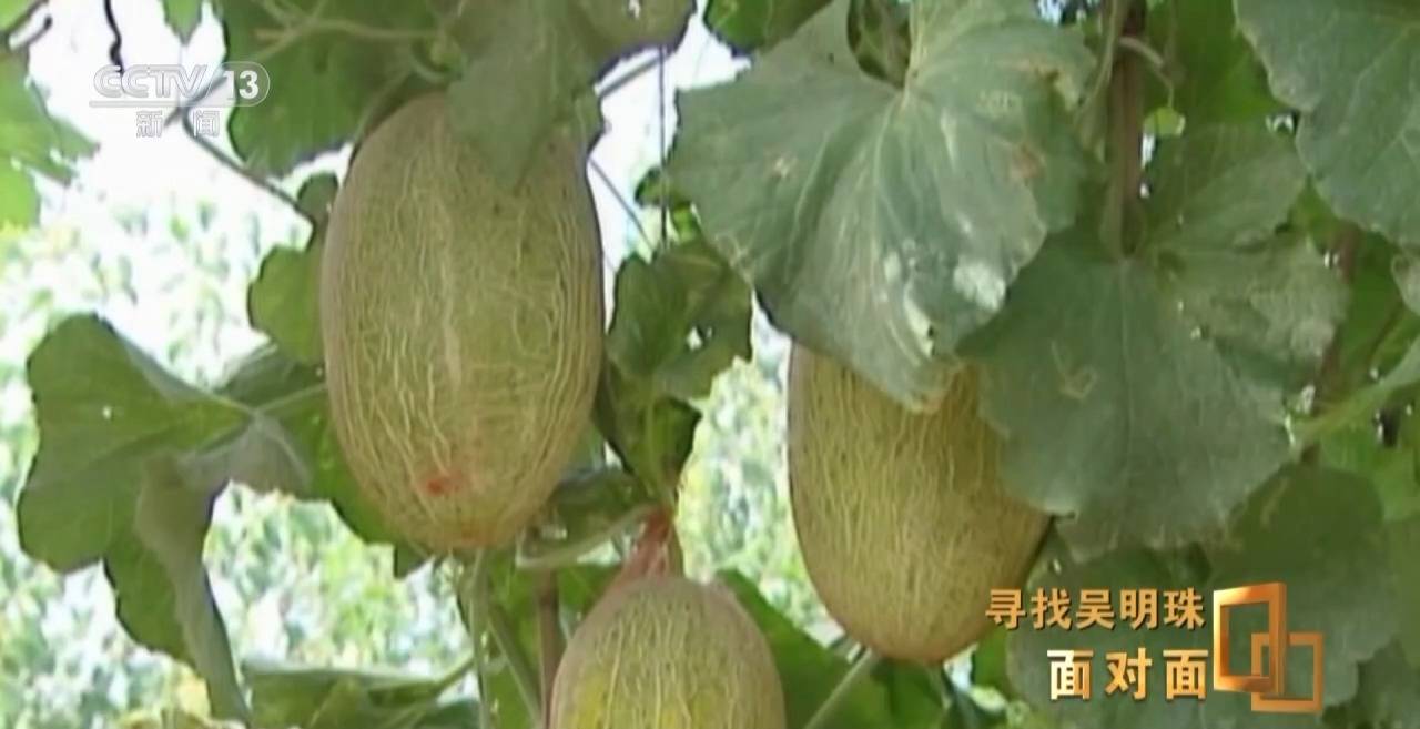 面對面丨中國人的吃瓜自由要感謝她！吳明珠說她的一生就是結幾個好瓜獻給人民