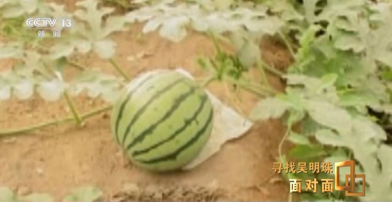 面對面丨中國人的吃瓜自由要感謝她！吳明珠說她的一生就是結幾個好瓜獻給人民