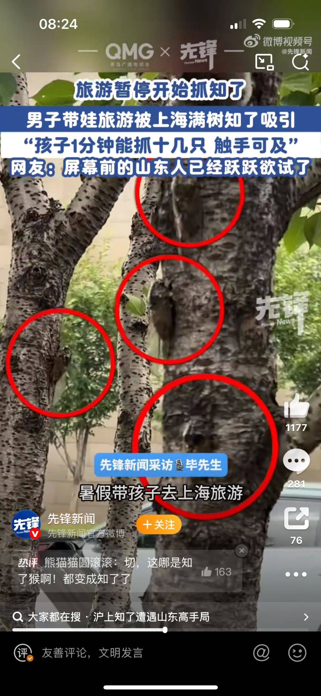 山東父子在上海抓知了降維打擊，“孩子一分鐘徒手抓了十幾只”