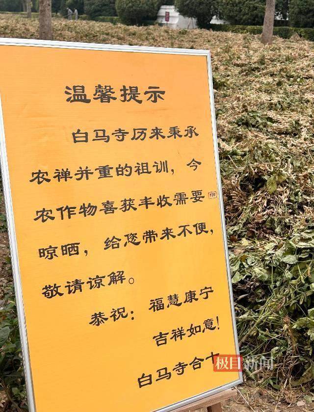 印樂方丈管理下的白馬寺：僧人頂著高溫種地，義工稱寺里秉承農(nóng)禪并重