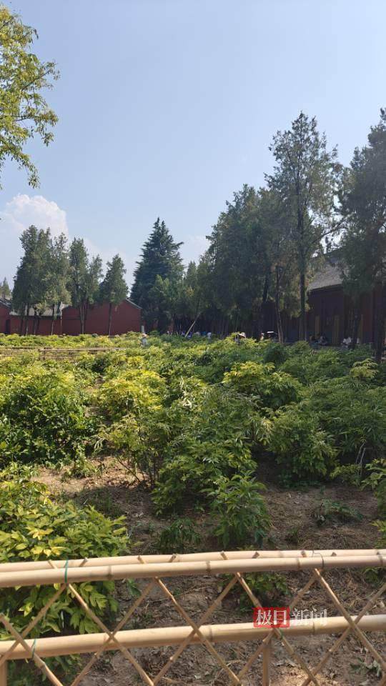 印樂方丈管理下的白馬寺：僧人頂著高溫種地，義工稱寺里秉承農(nóng)禪并重