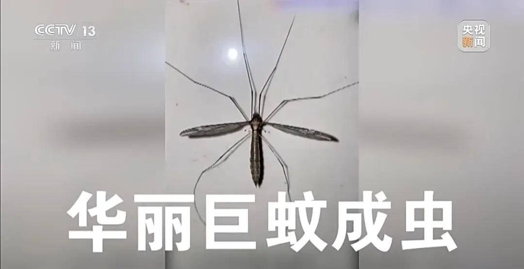 全民滅蚊總動(dòng)員，大廣東給我們上了一課