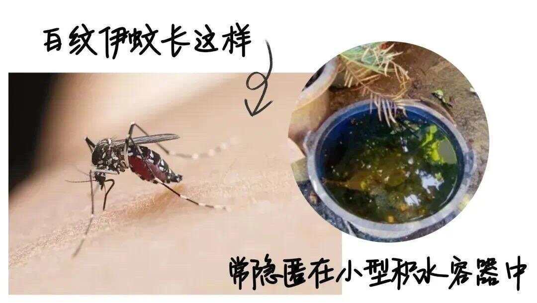 全球“最毒”的蚊子為何批量北上？專家揭示白紋伊蚊北遷禍因及防蚊絕招