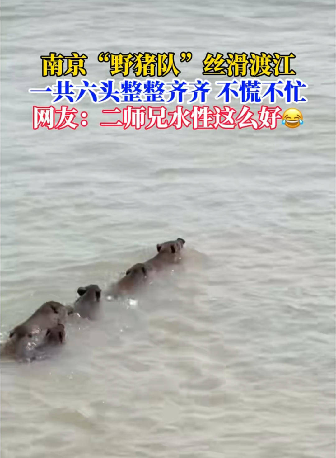 南京六頭野豬組隊(duì)渡長江，網(wǎng)友：天蓬元帥天上管水軍的