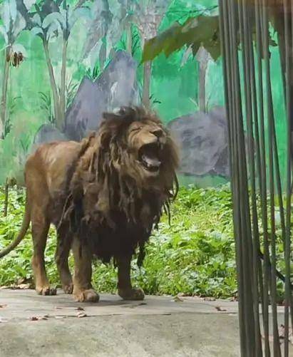 貴陽一動(dòng)物園獅子不愛洗澡，酷似“乞丐”，園方：身體狀況良好，后續(xù)會(huì)想辦法解決