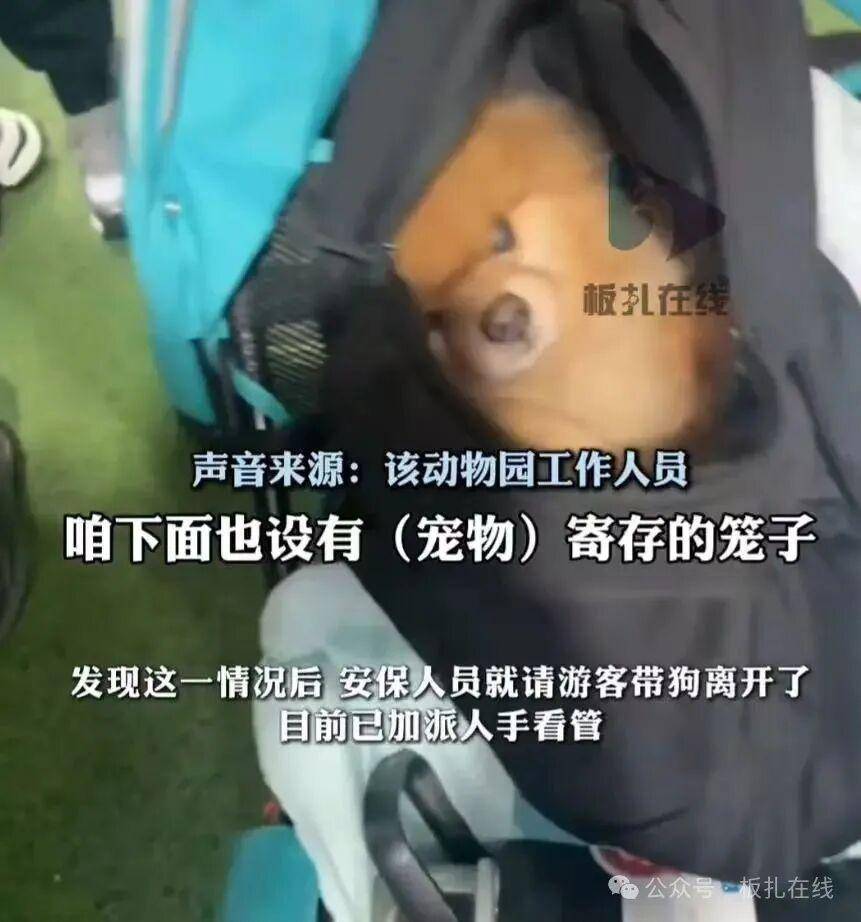 游客帶寵物狗進(jìn)熊貓館？園方：放包里偷帶進(jìn)去的，已加強(qiáng)管理