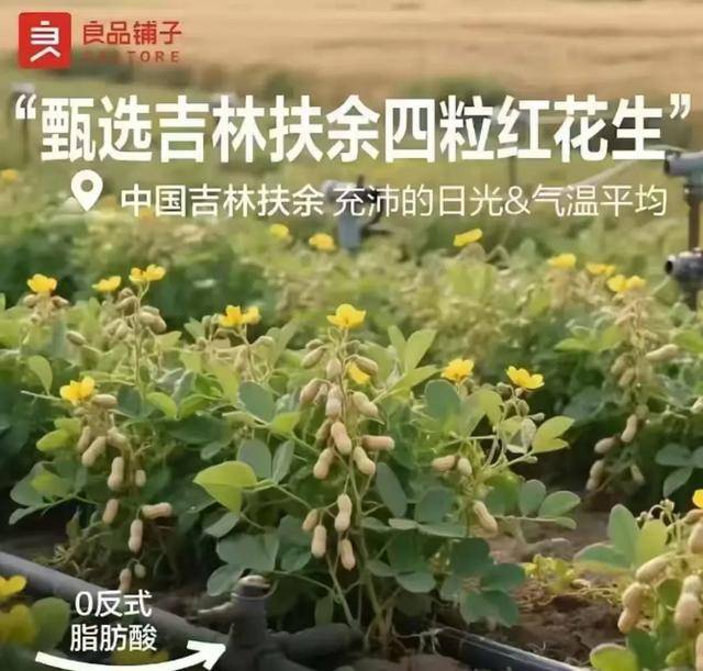 “花生上樹”鬧?。篈I翻車背后，我們都在弄丟常識？